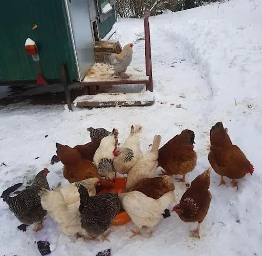 Apartmán Sandsteinland Reinhardtsdorf-Schona